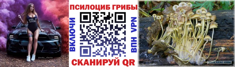 Псилоцибиновые грибы мицелий купить наркоту Черняховск