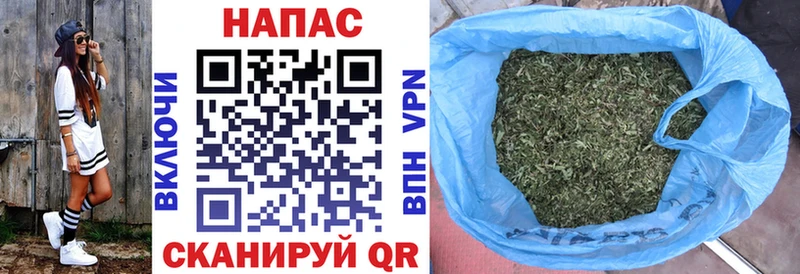 Каннабис сатива Черняховск
